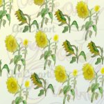 Estampats de girasols / Estampados de girasoles / Sunflower floral patterns (Digital)